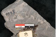 Foto (Detailansicht) von Asterocarpus meriani Br. (NHMW-GEO-2024-0188-10497)